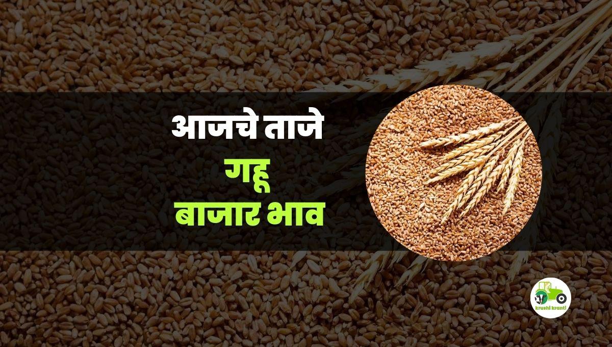 आजचे गहू बाजारभाव 