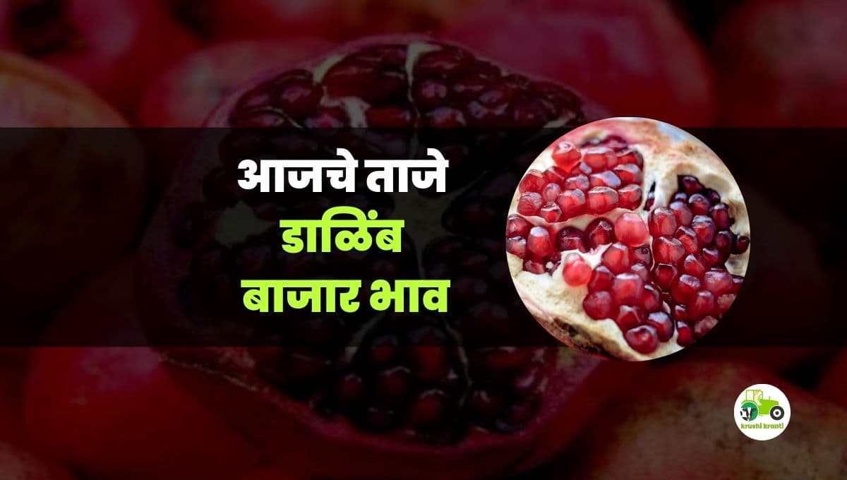 आजचे डाळींब बाजारभाव