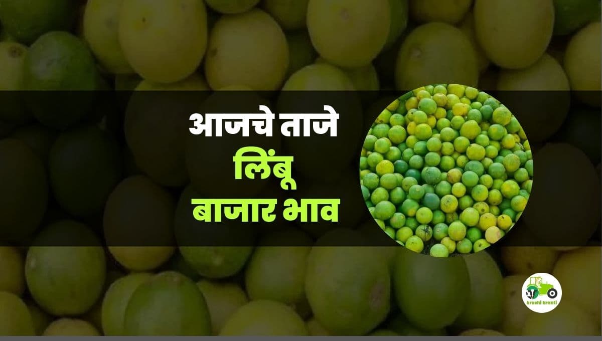 आजचे लिंबू बाजारभाव
