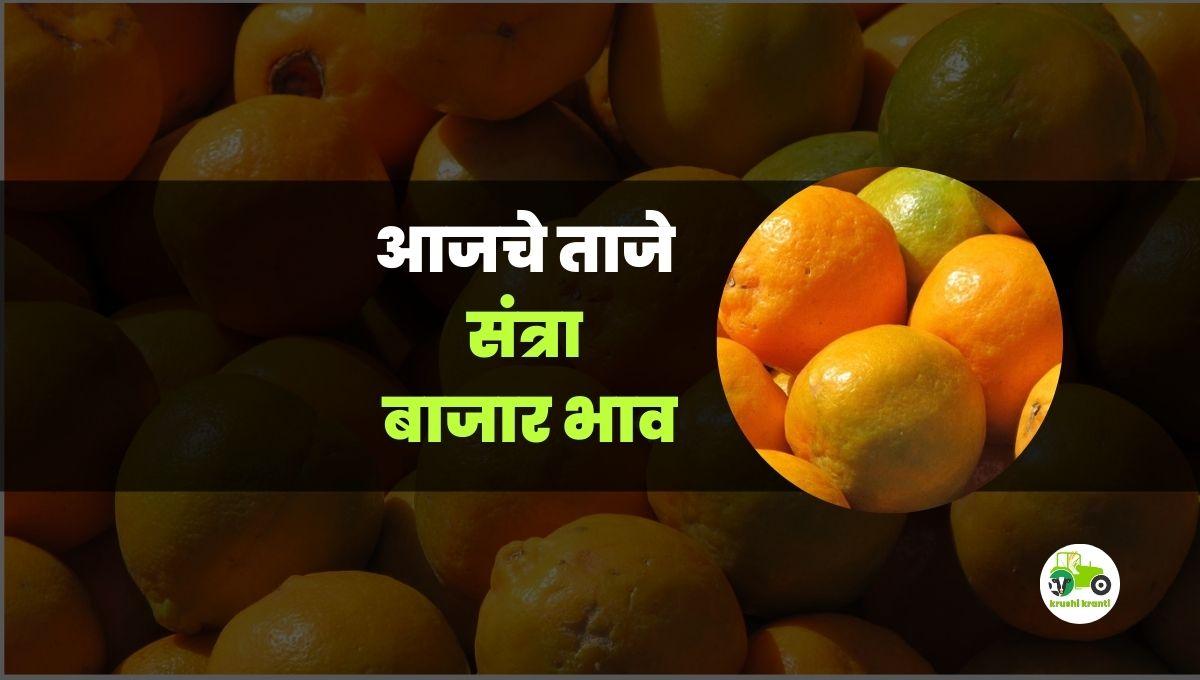 आजचे संत्रा बाजारभाव 