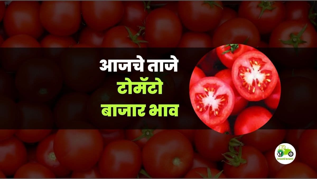 आजचे टोमॅटो बाजारभाव 