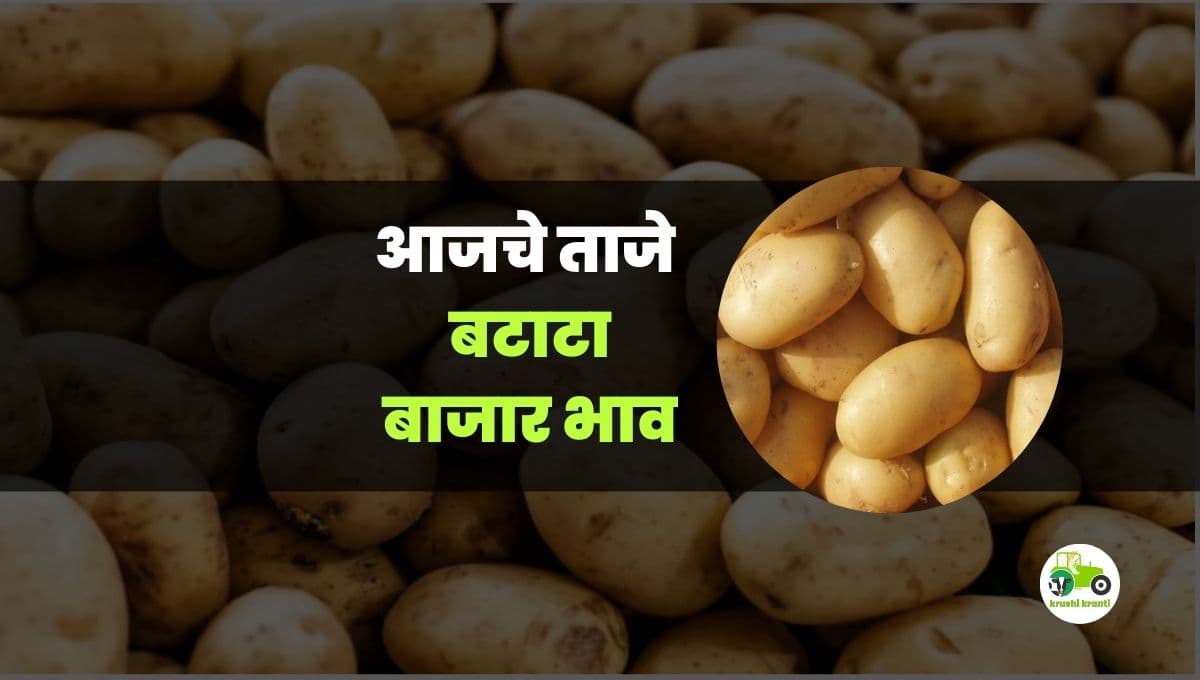 आजचे बटाटा बाजारभाव