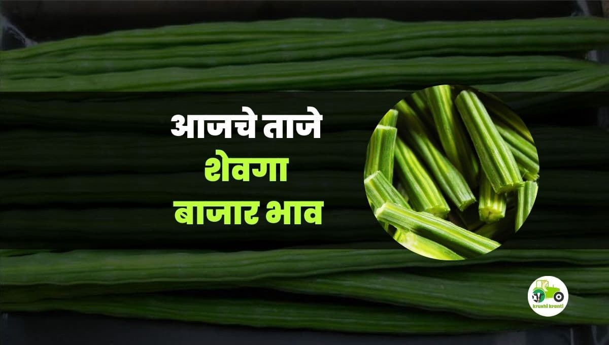 आजचे शेवगा बाजारभाव