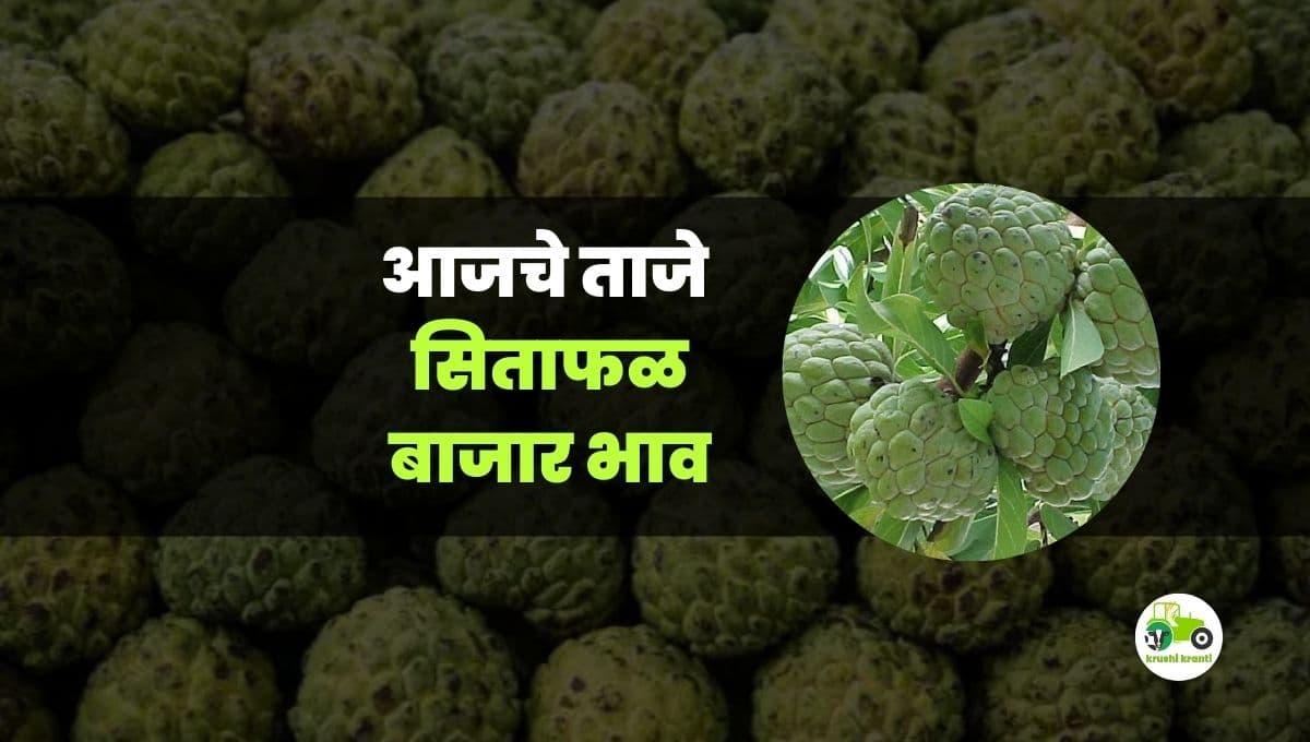 आजचे सिताफळ बाजारभाव