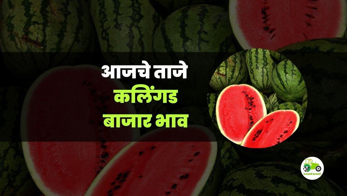आजचे कलिंगड बाजारभाव 