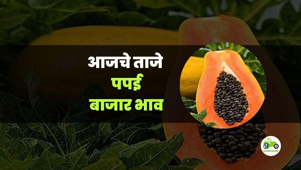आजचे पपई बाजारभाव 