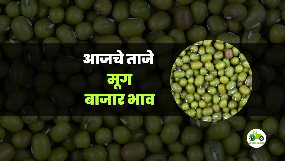 आजचे मूग बाजारभाव