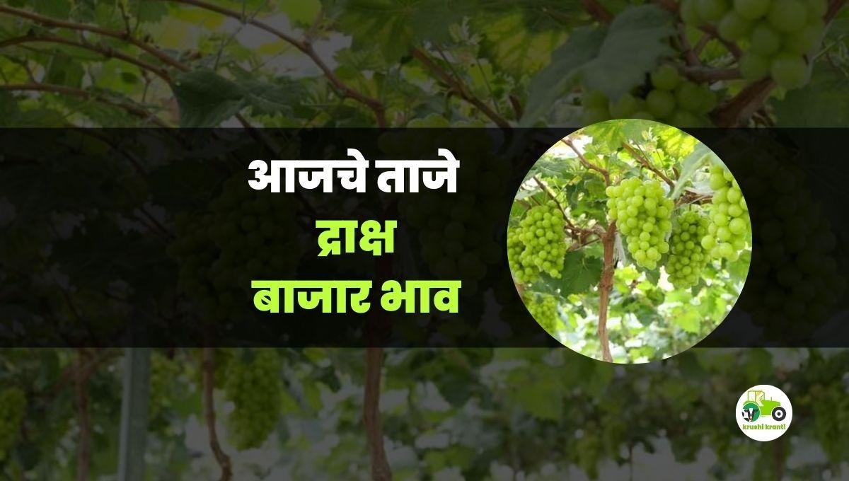 आजचे द्राक्ष बाजारभाव