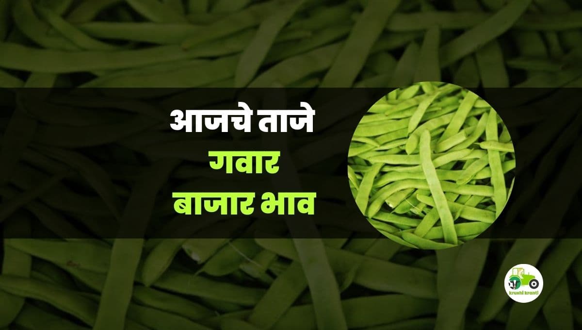 आजचे गवार बाजारभाव