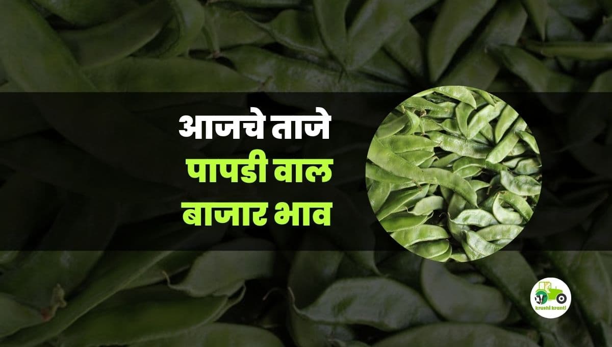 आजचे वाल पापडी बाजारभाव