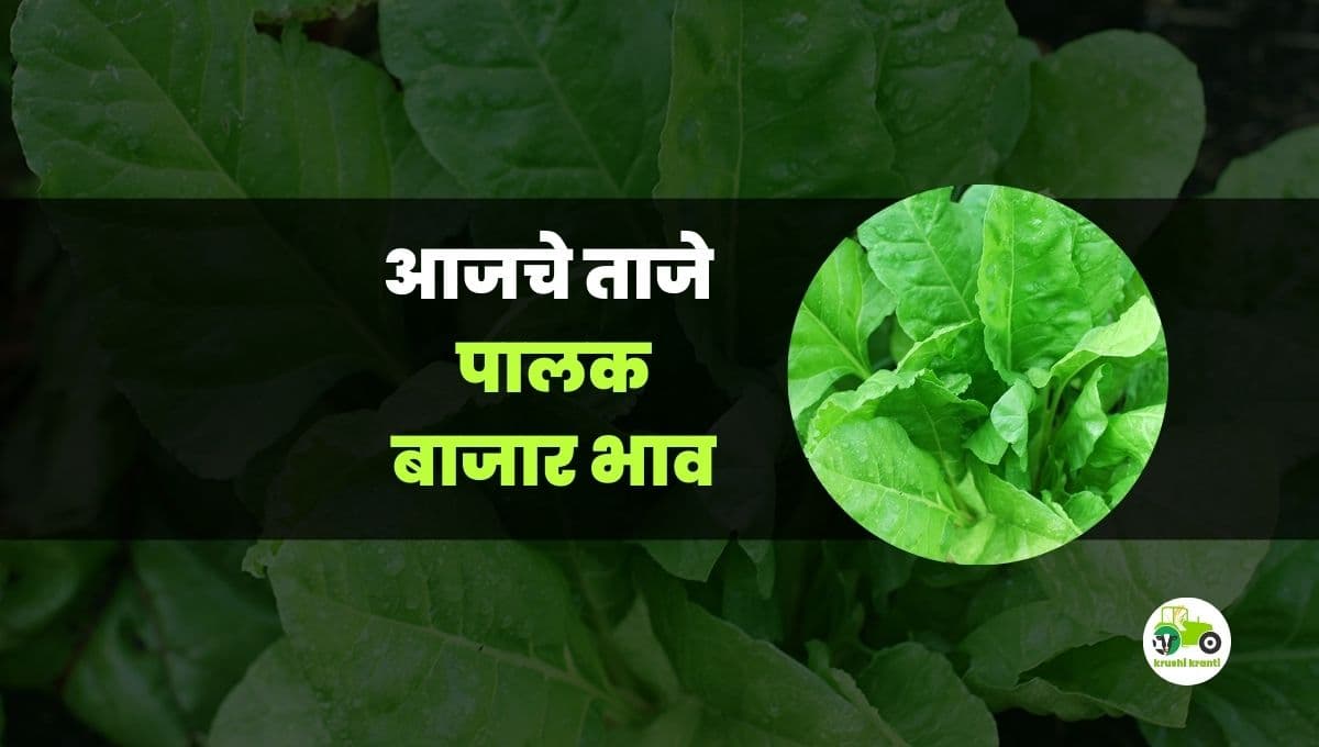 आजचे पालक बाजारभाव