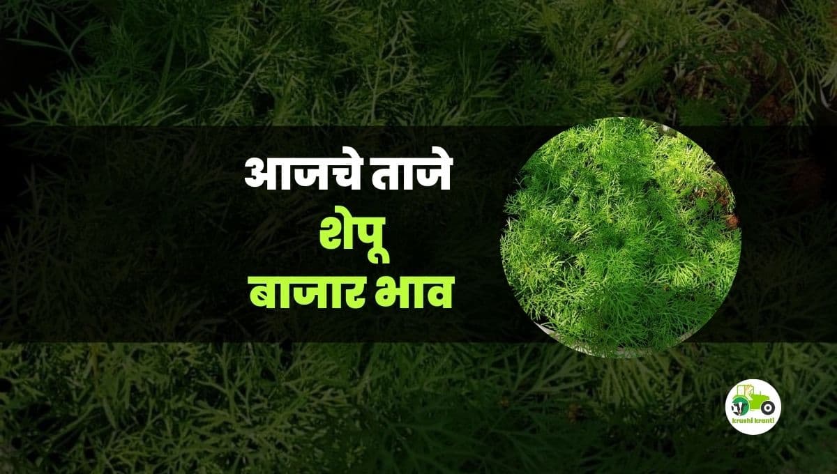 आजचे शेपू बाजारभाव