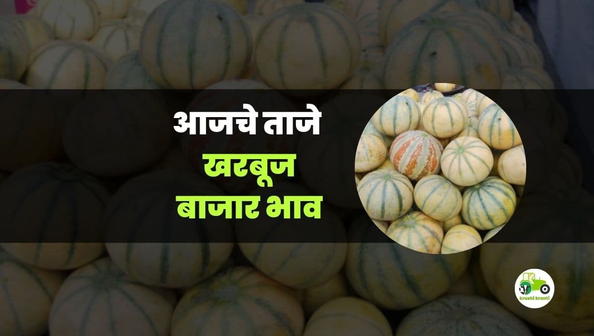 आजचे खरबुज बाजारभाव