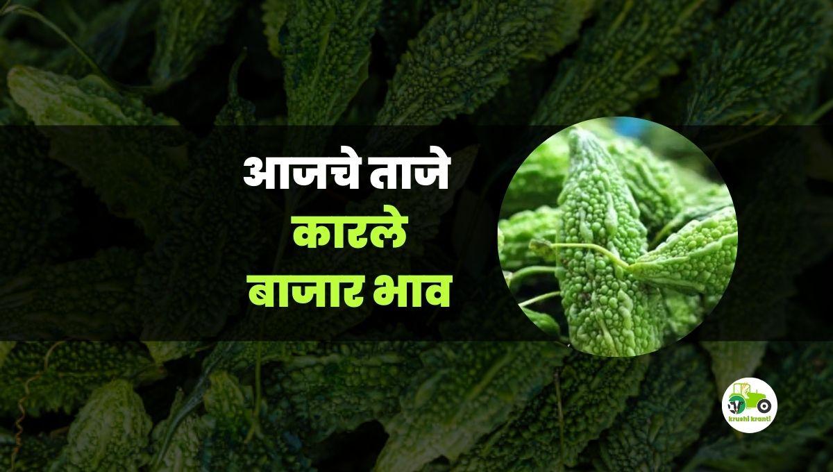 आजचे कारले बाजारभाव