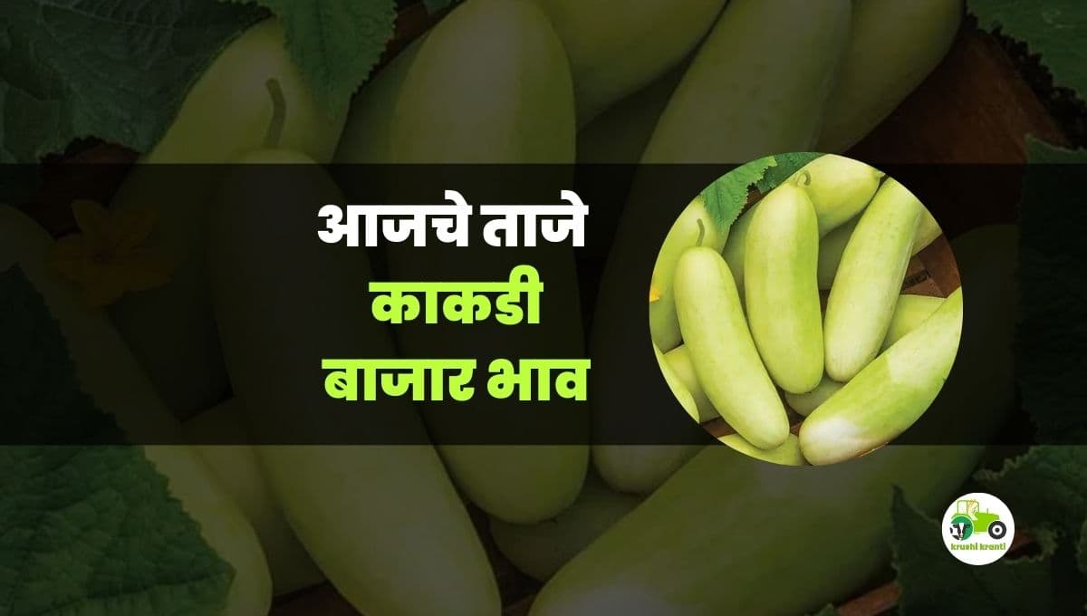 आजचे काकडी बाजारभाव
