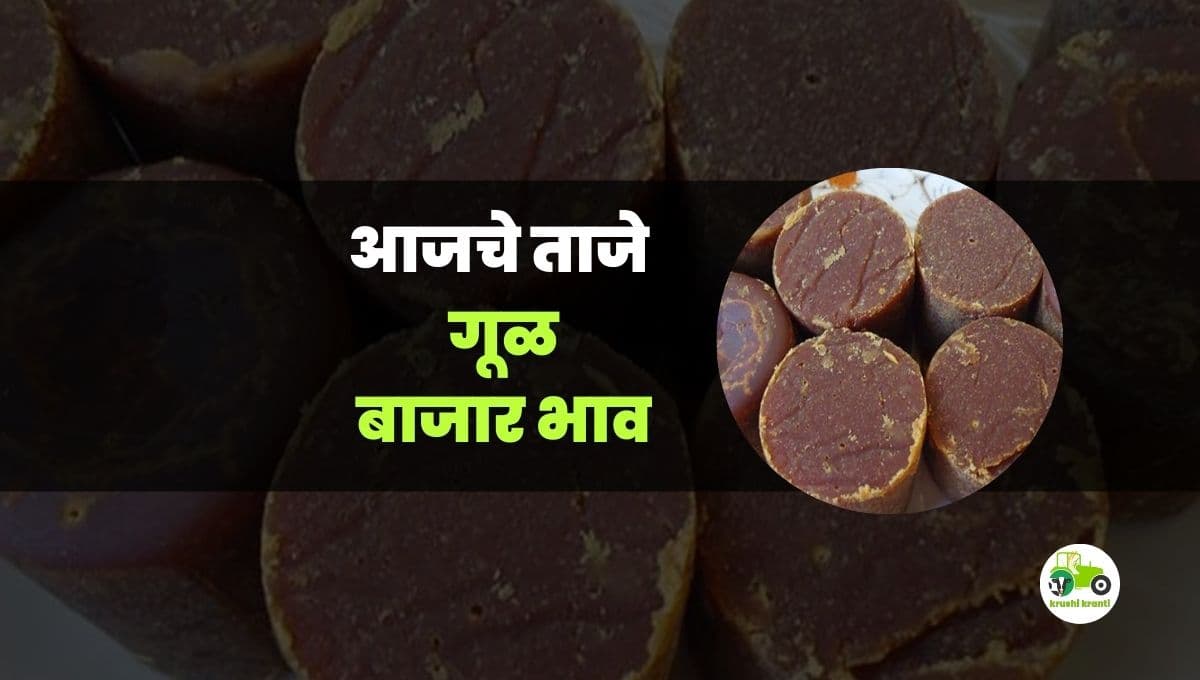 आजचे गुळ बाजारभाव