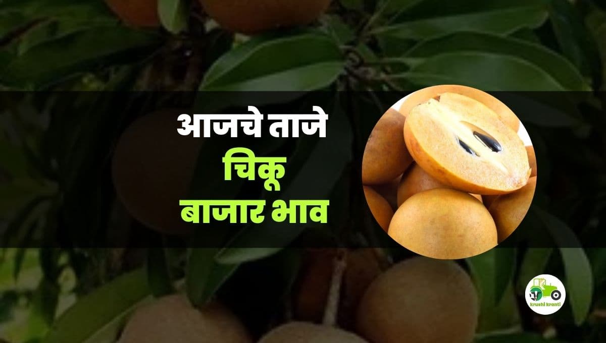 आजचे चिकु बाजारभाव