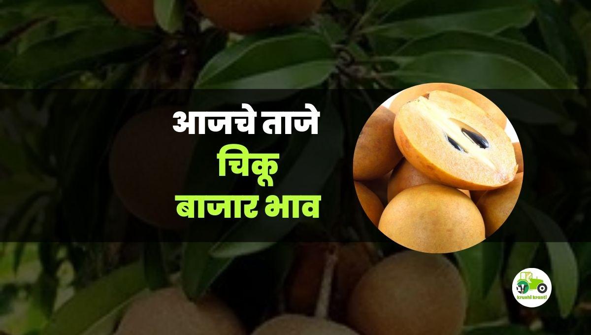 आजचे चिकू बाजारभाव