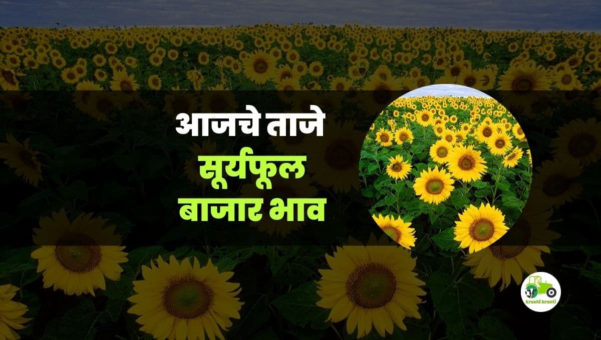 आजचे सुर्यफुल बाजारभाव