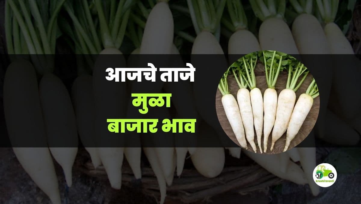 आजचे मुळा बाजारभाव