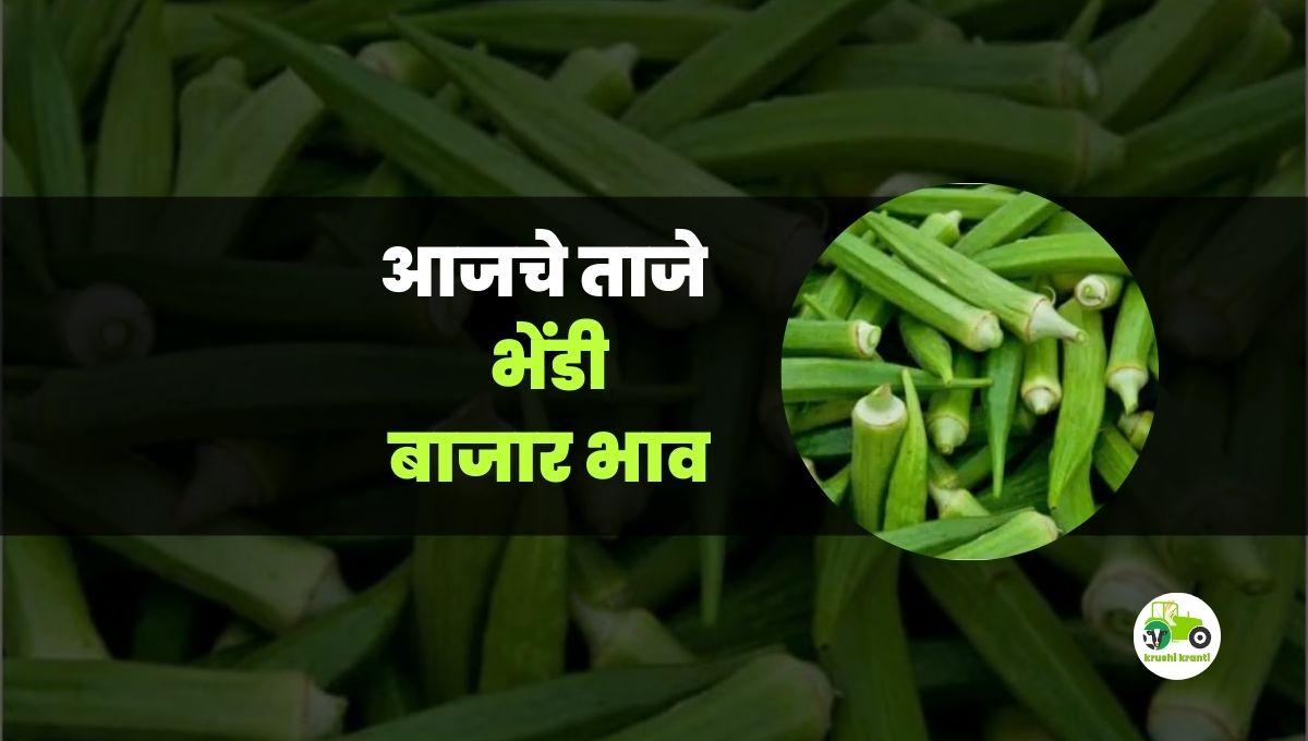 आजचे भेंडी बाजारभाव