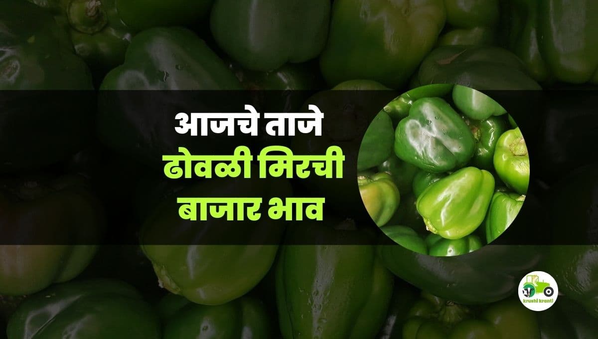 आजचे ढोवळी मिरची बाजारभाव