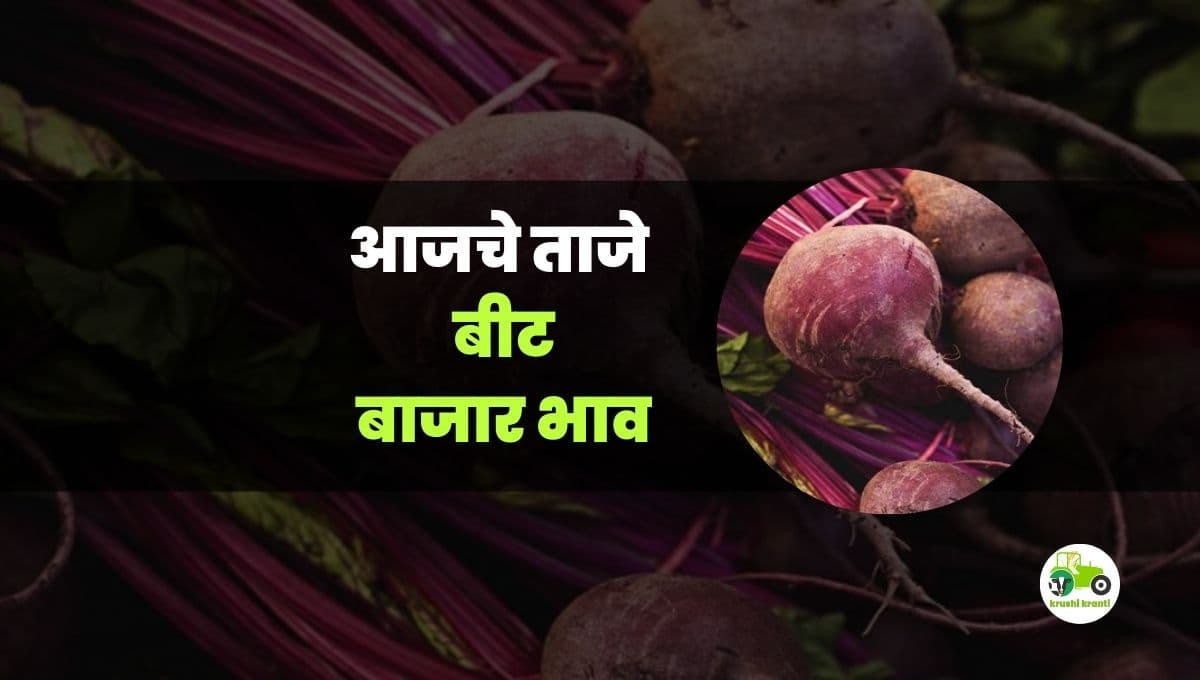 आजचे बीट बाजारभाव