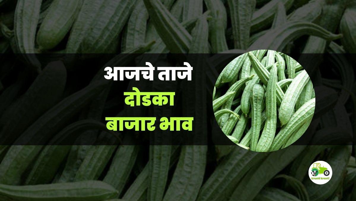 आजचे दोडका बाजारभाव