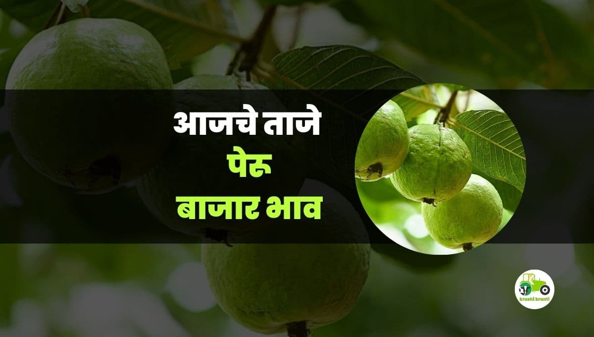 आजचे पेरु बाजारभाव