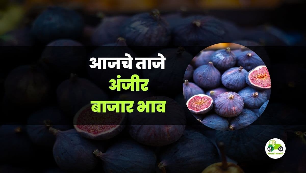 आजचे अंजीर बाजारभाव