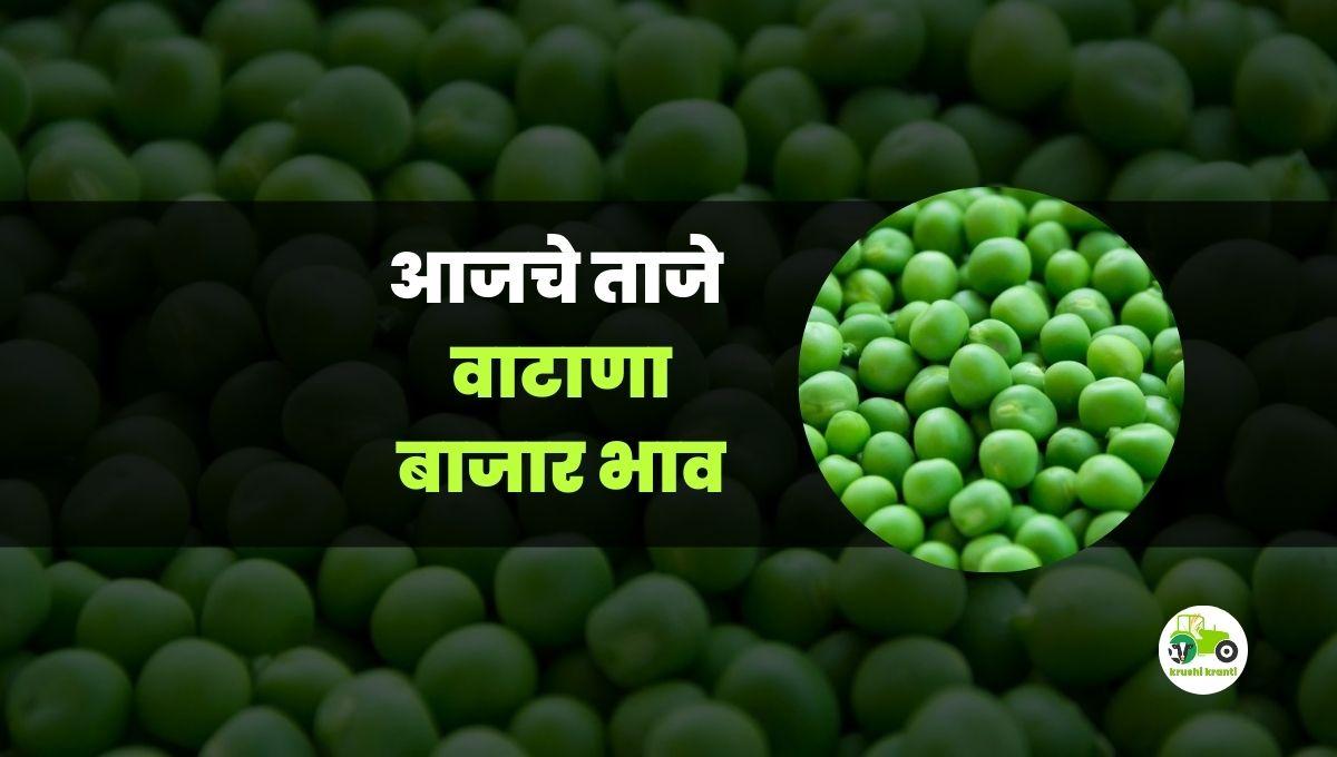 आजचे वाटाणा बाजारभाव
