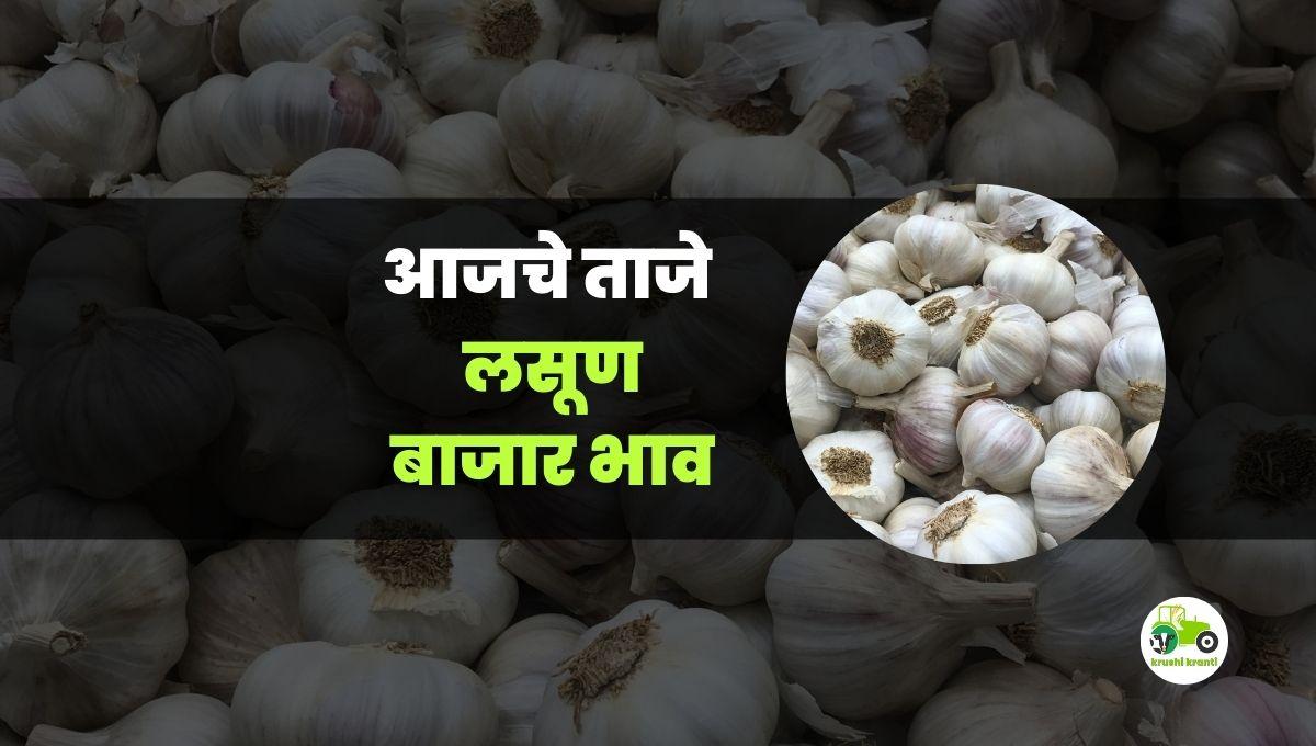 आजचे लसूण बाजारभाव