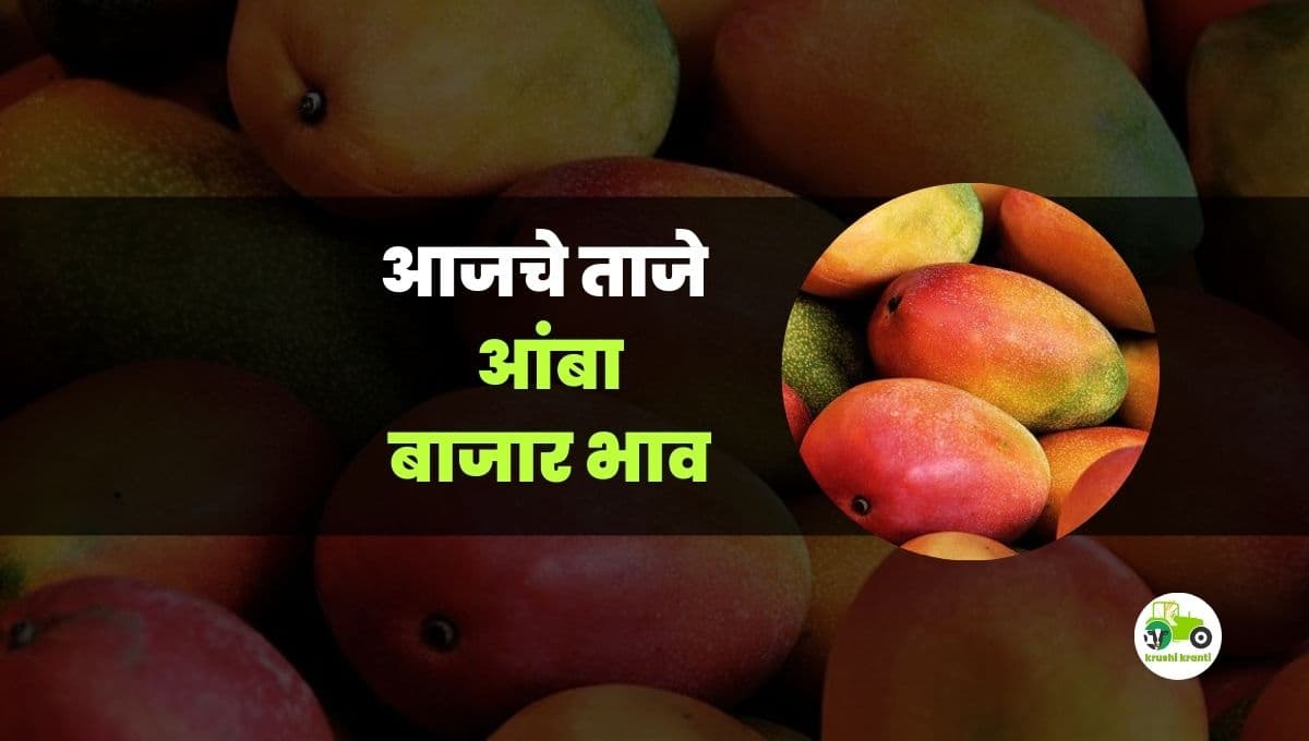 आजचे आंबा बाजारभाव