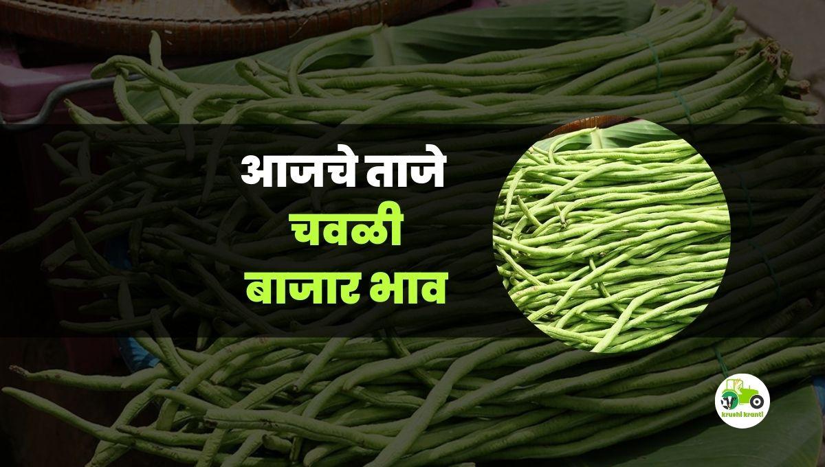 आजचे चवळी बाजारभाव