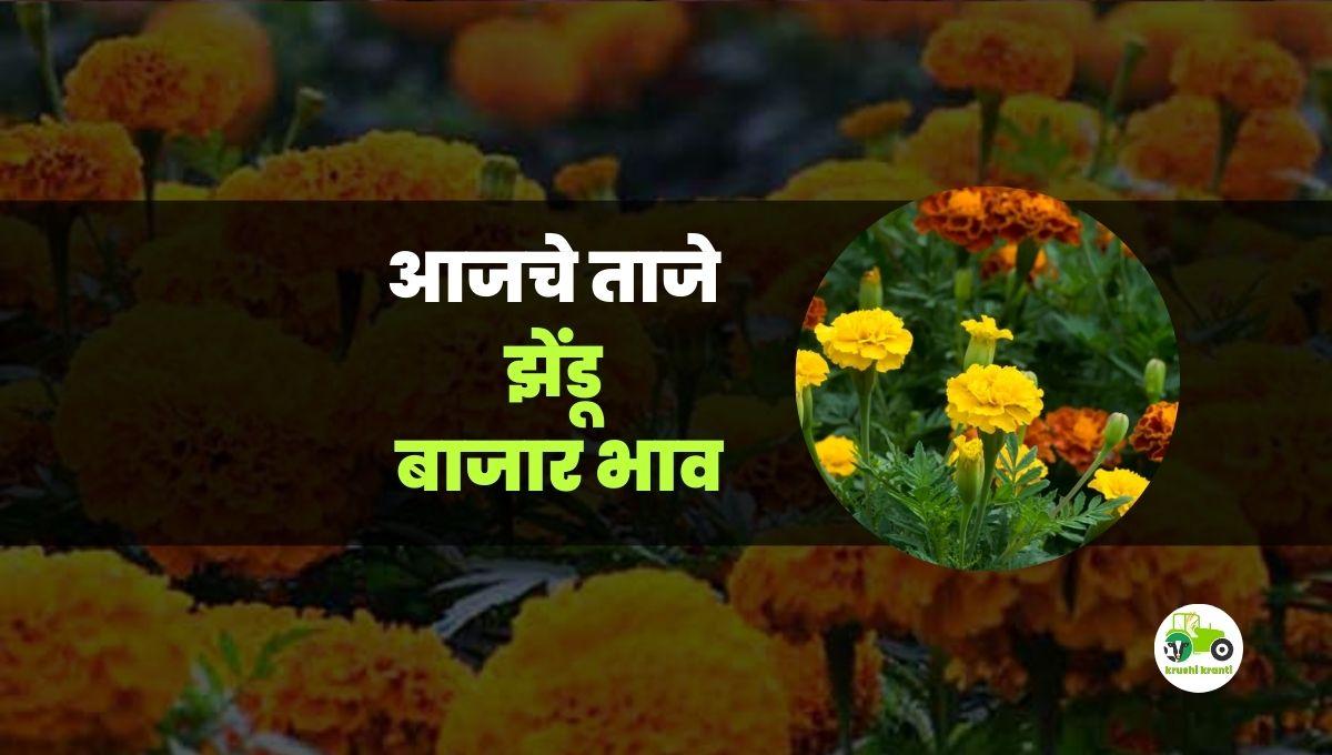 आजचे झेंडू बाजारभाव