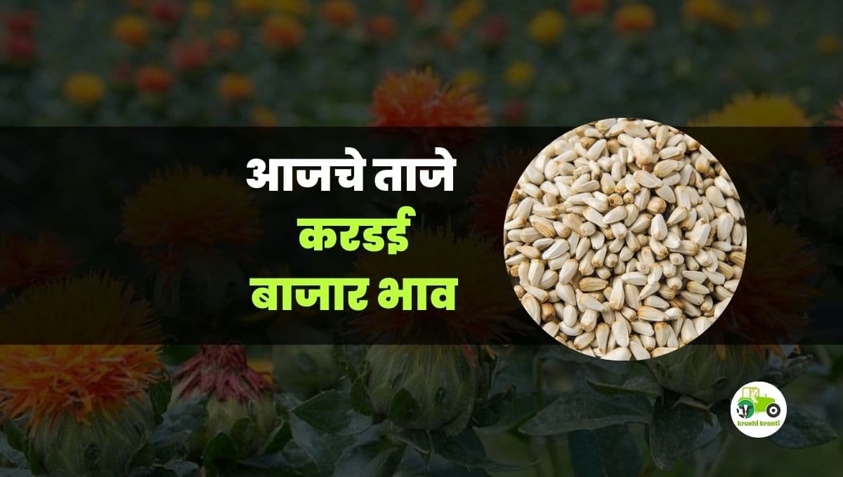 आजचे करडई बाजारभाव