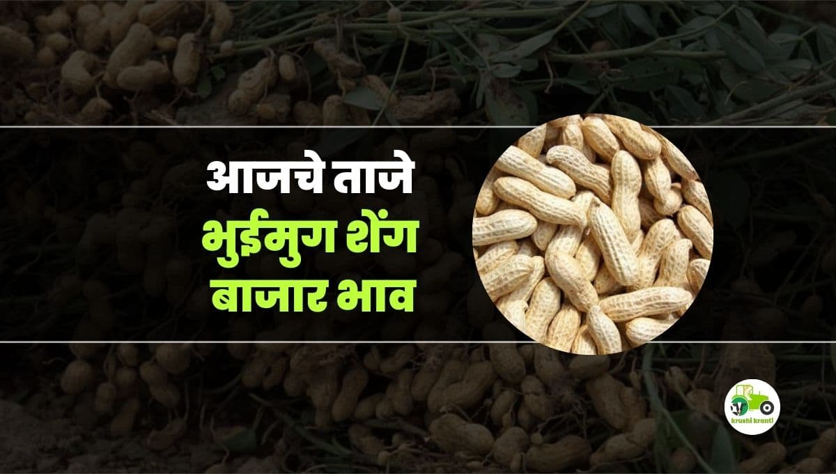 आजचे भुईमुग बाजारभाव