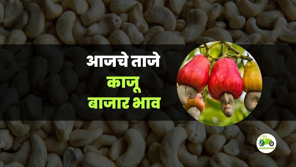 आजचे काजू बाजारभाव