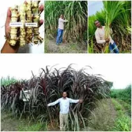 आता परदेशातील गवत बियाणे महाराष्ट्रात सुध्दा उपलब्ध