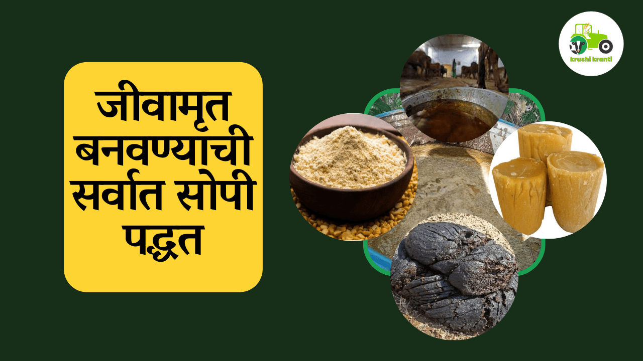 जीवामृत बनवण्याची हि सर्वात सोपी पद्धत