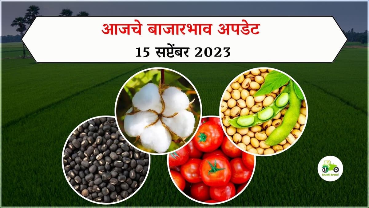 Bajarbhav : आजचे बाजारभाव अपडेट - 15 सप्टेंबर 2023