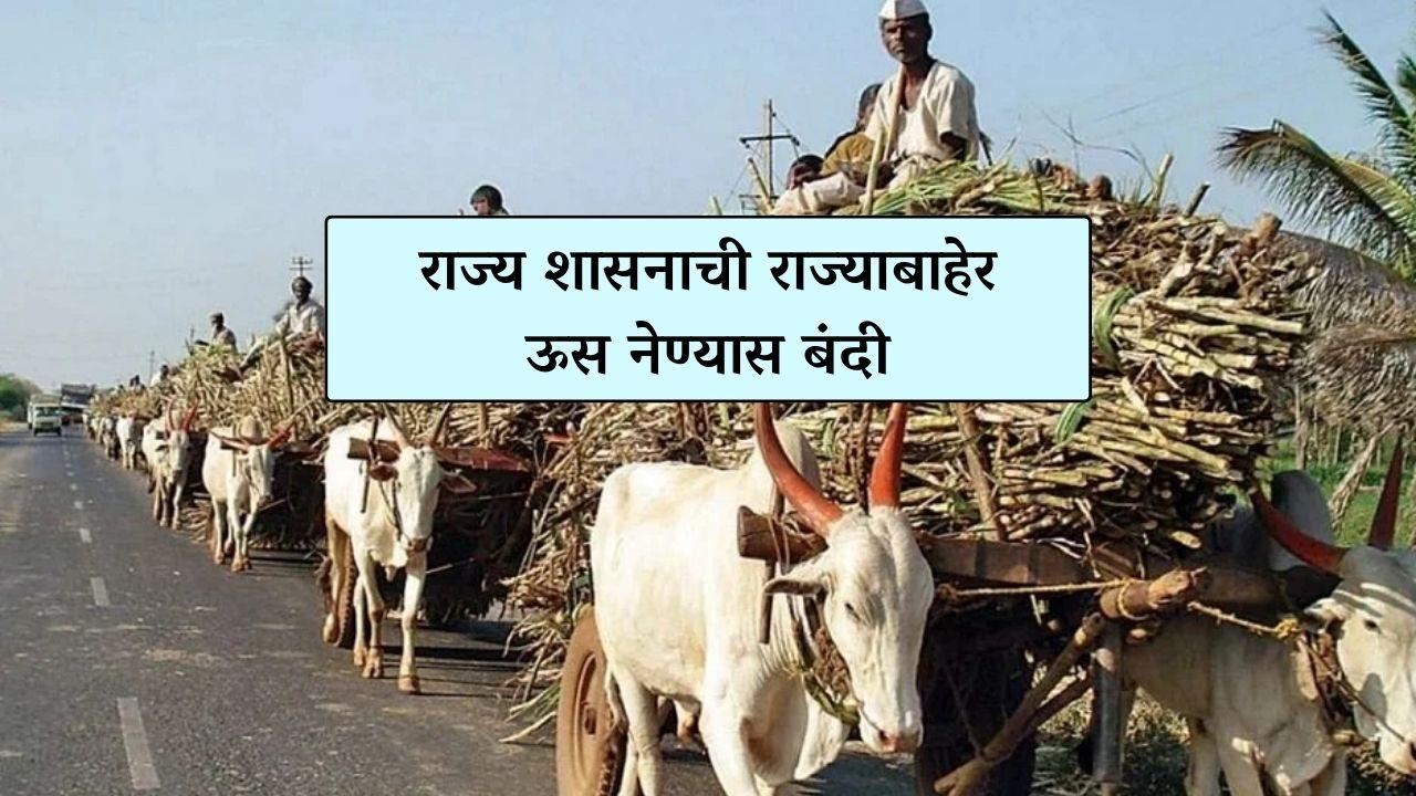 sugarcane : राज्य शासनाची राज्याबाहेर ऊस नेण्यास बंदी