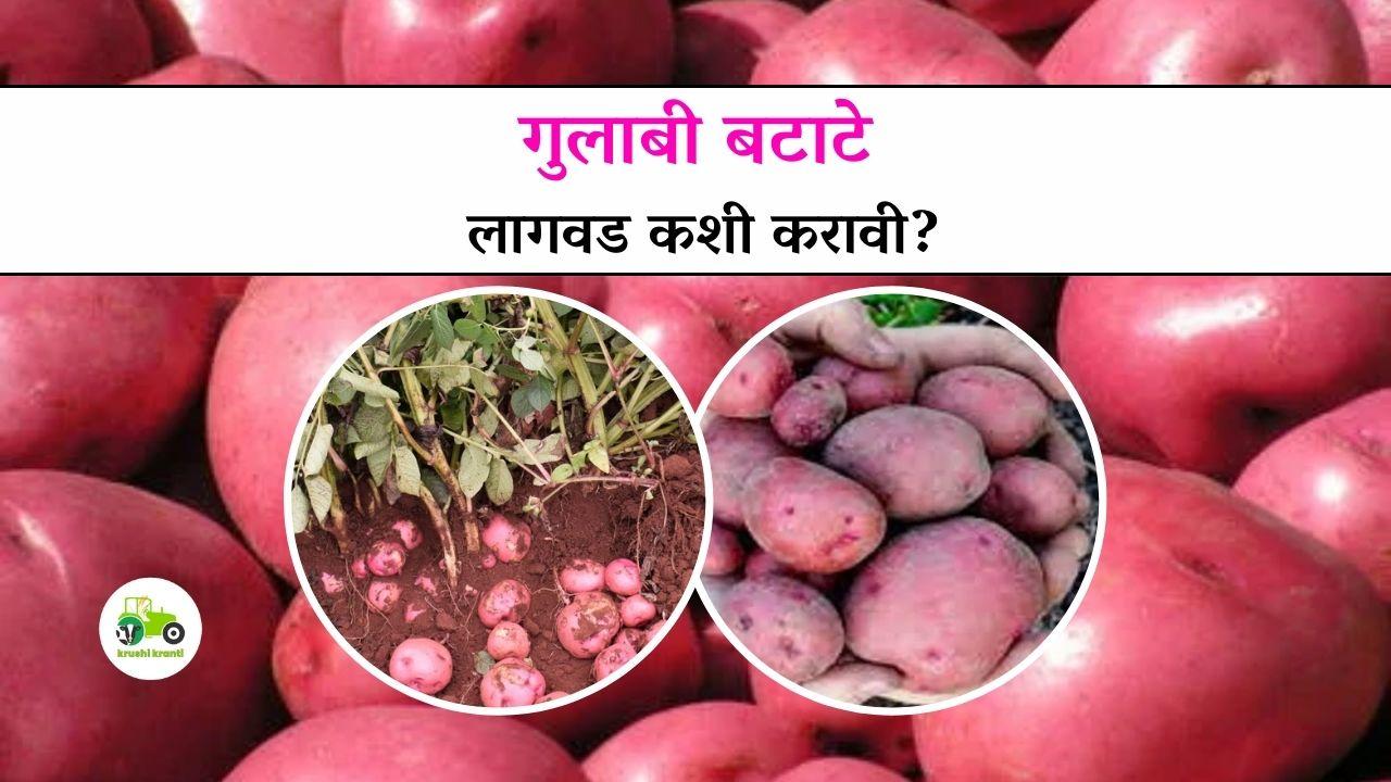 pink potato : गुलाबी बटाटे लागवड कशी करावी?