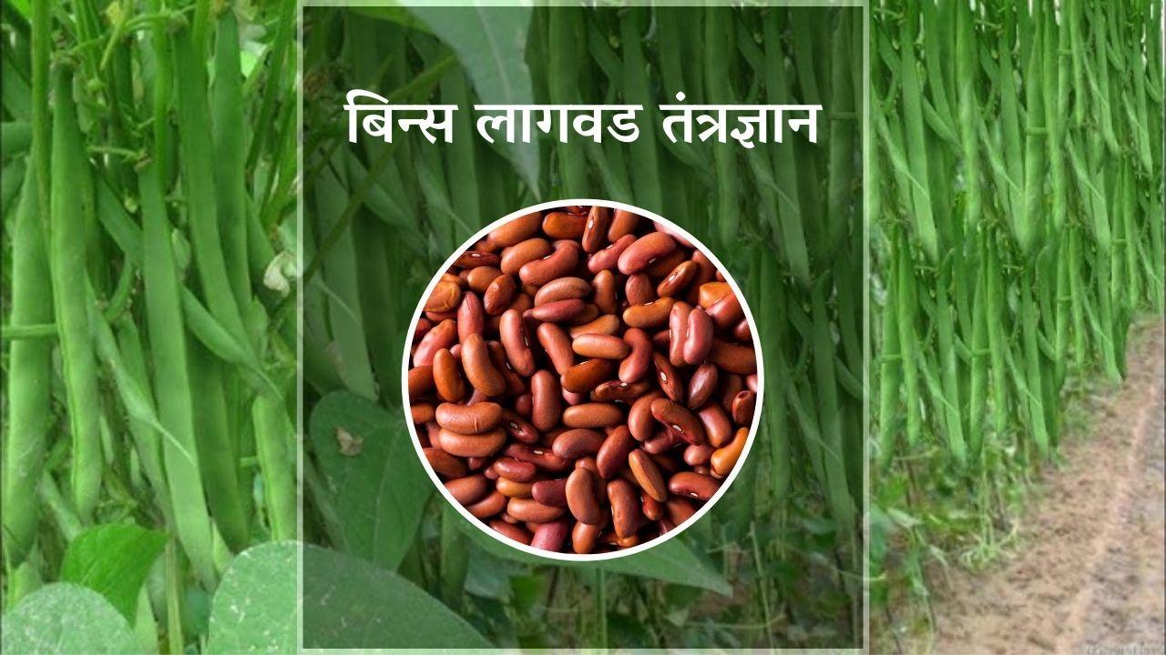 Beans : बिन्स लागवड तंत्रज्ञान