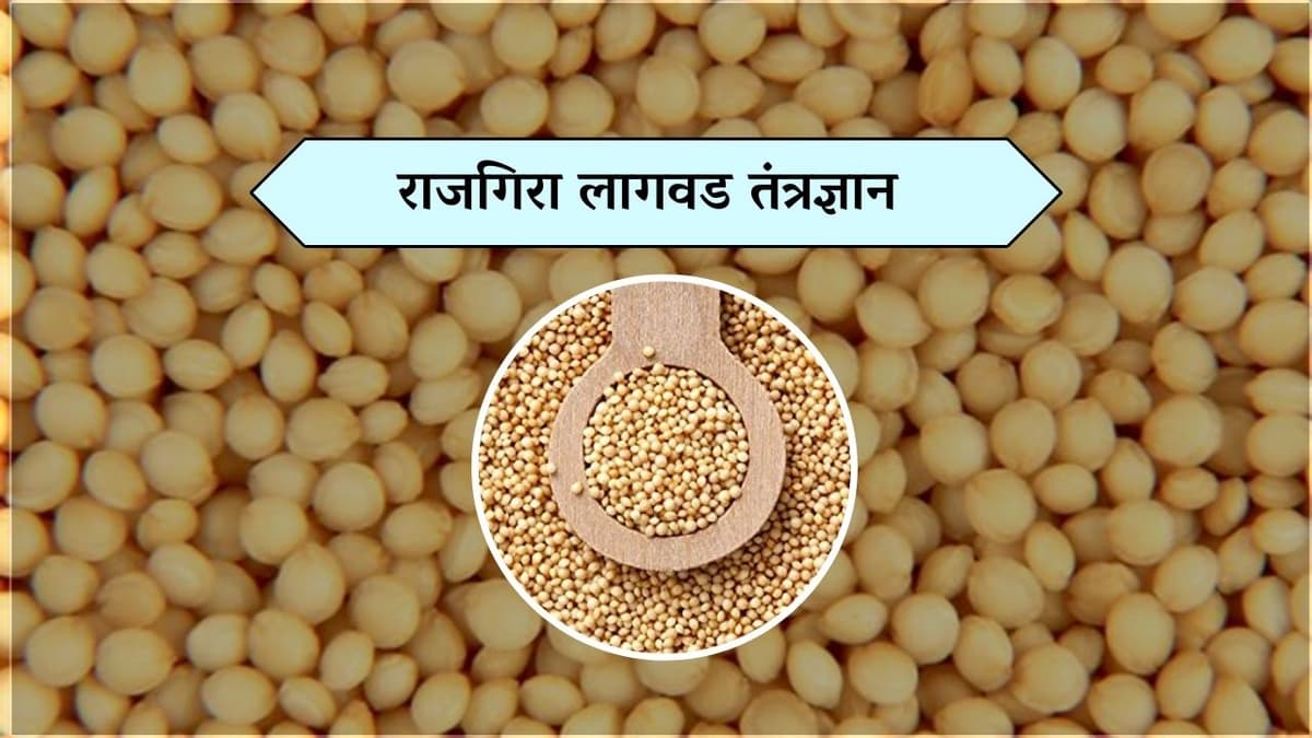 Rajgira : राजगिरा लागवड तंत्रज्ञान