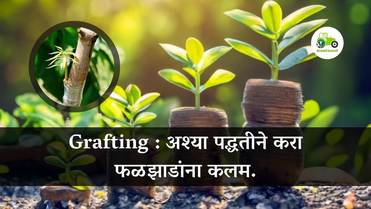 Grafting : अश्या पद्धतीने करा फळझाडांना कलम.
