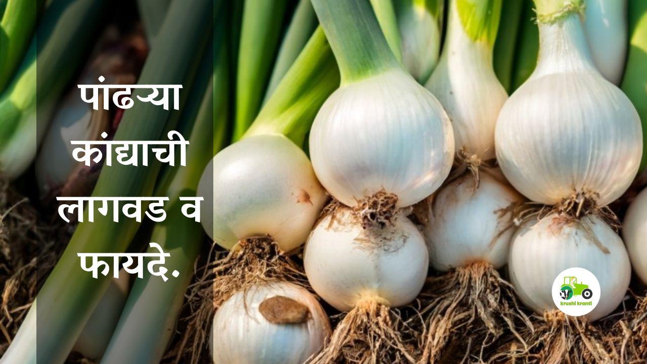 पांढऱ्या कांद्याची लागवड व फायदे.