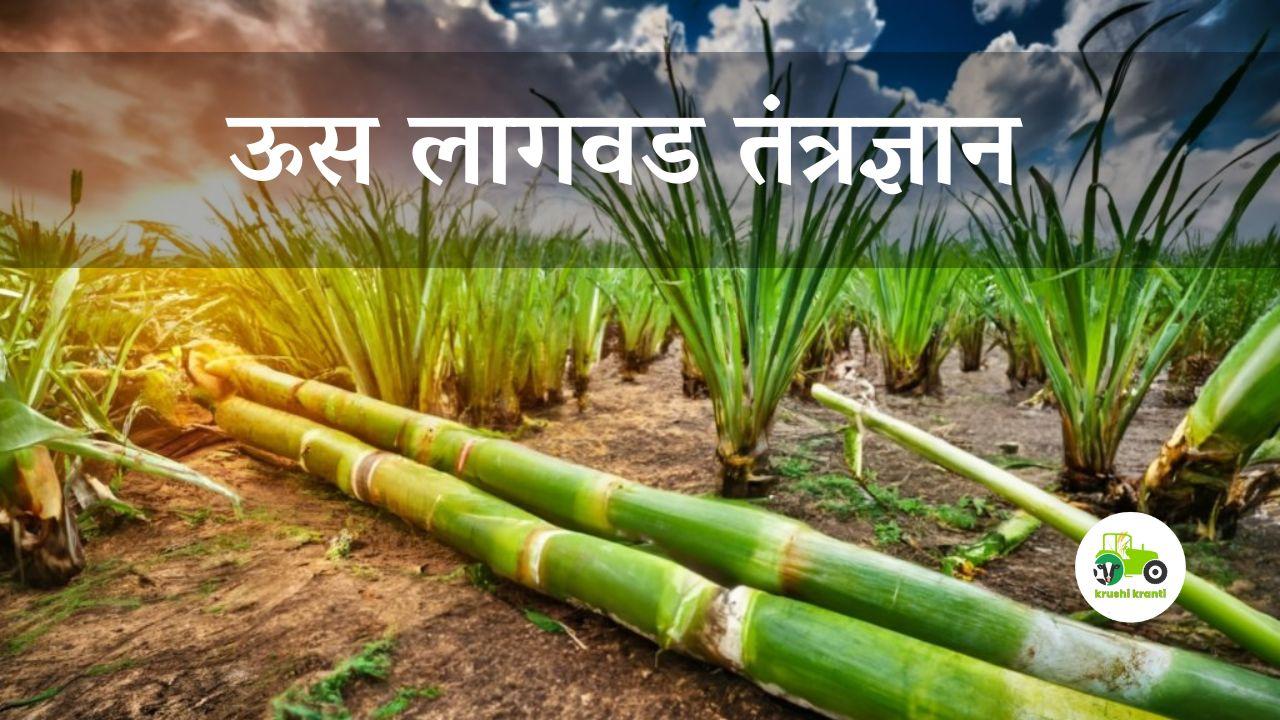 ऊस लागवड तंत्रज्ञान 