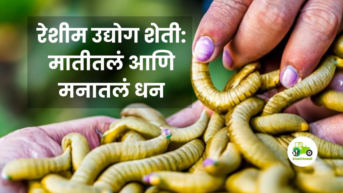 रेशीम उद्योग शेती : मातीतलं आणि मनातलं धन 