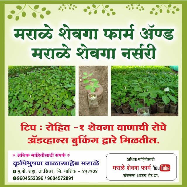 मराळे शेवगा फार्म & नर्सरी 